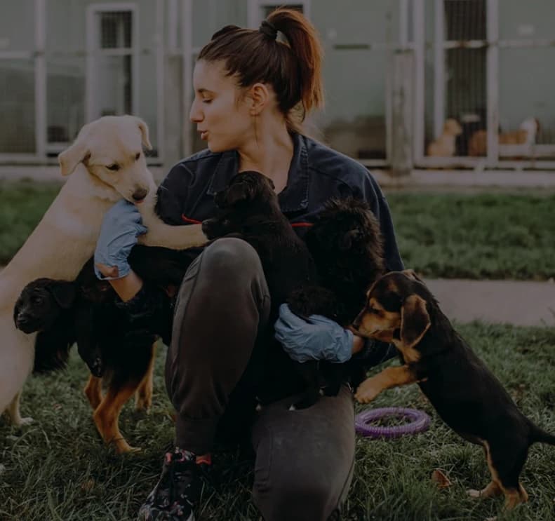 Pet Rescue Website Design